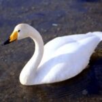 深入探讨ng导航的实现技术与框架选择 41fjbp